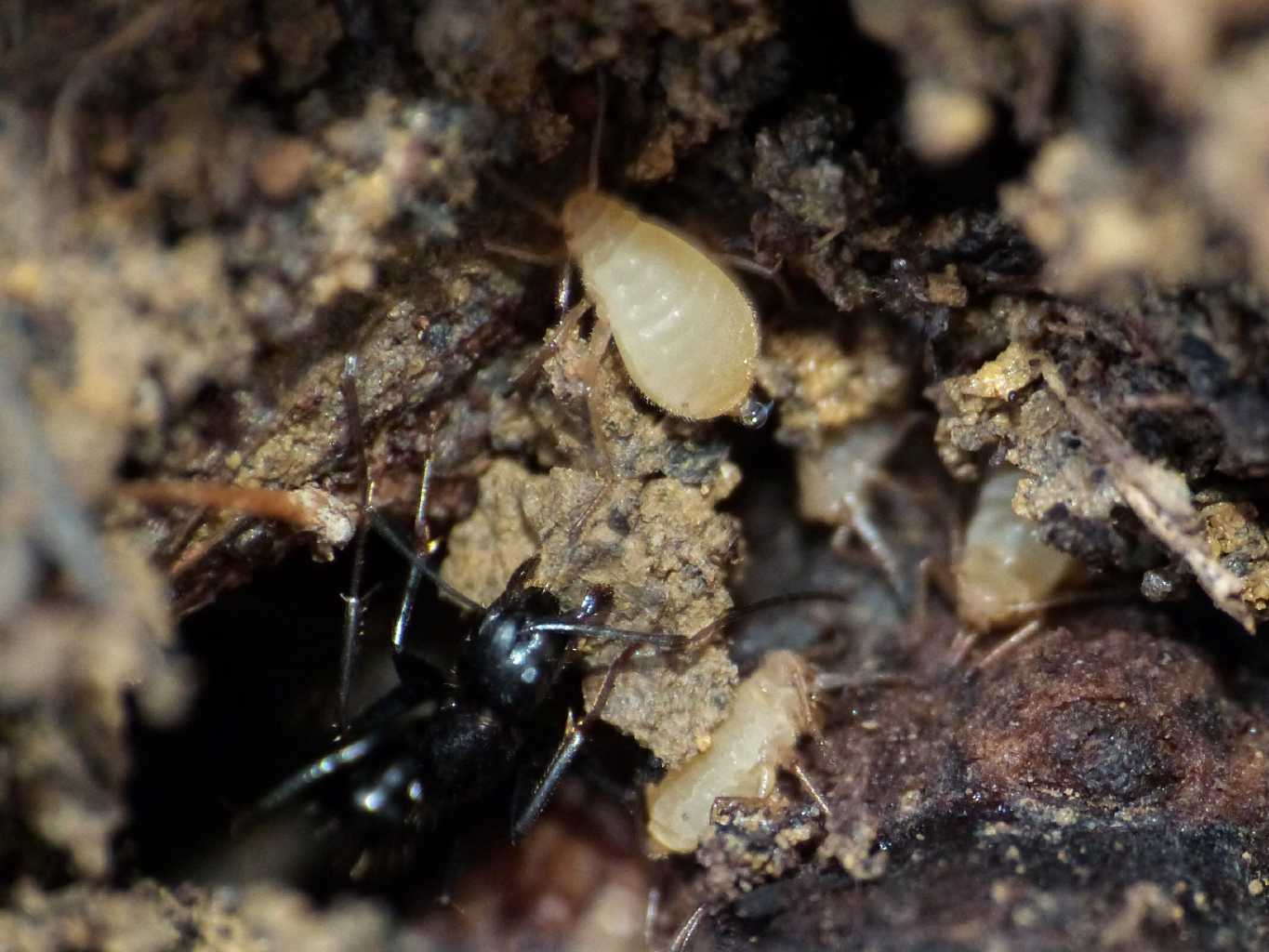 Trama (Neotrama) caudata  con formiche Camponotus aethiops
